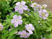 Geranium maculatum &#39;Chatto&#39;