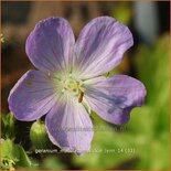 Geranium maculatum &#39;Vickie Lynn&#39;