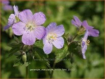 Geranium maculatum &#39;Vickie Lynn&#39;