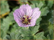 Geranium cinereum &#39;Alice&#39;