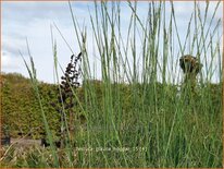 Festuca glauca &#39;Hoggar&#39;