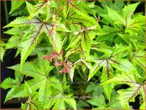 Filipendula palmata &#39;Red Umbrella&#39;