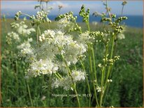 Filipendula vulgaris