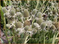 Eryngium agavifolium