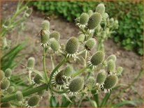 Eryngium agavifolium