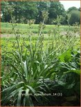 Eryngium agavifolium