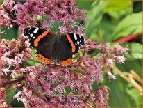 Eupatorium purpureum