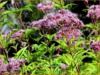 Eupatorium purpureum