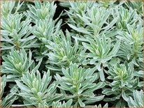 Euphorbia characias &#39;Silver Swan&#39;