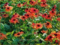 Echinacea purpurea &#39;Julia&#39;