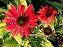 Echinacea purpurea &#39;Julia&#39;