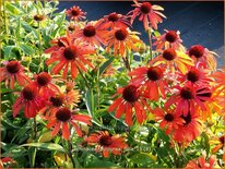 Echinacea purpurea &#39;Julia&#39;