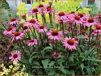 Echinacea purpurea &#39;Merlot&#39;