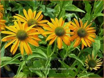 Echinacea purpurea &#39;Now Cheesier&#39;