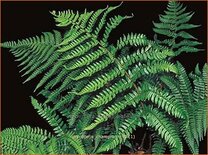 Dryopteris championii