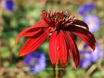 Echinacea purpurea &#39;Eccentric&#39;