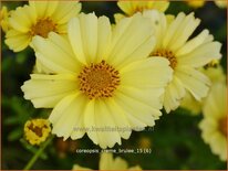 Coreopsis &#39;Creme Brulee&#39;