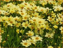 Coreopsis &#39;Creme Brulee&#39;