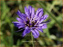 Catananche caerulea