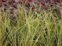 Carex brunnea &#39;Aureomarginata&#39;