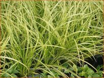 Carex dolichostachya &#39;Kaga-nishiki&#39;