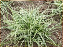 Carex oshimensis &#39;Everest&#39;