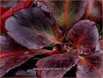 Bergenia &#39;Dragonfly Sakura&#39;