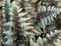 Athyrium niponicum &#39;Pewter Lace&#39;