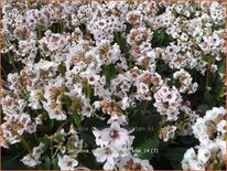 Bergenia &#39;Dragonfly Angel Kiss&#39;