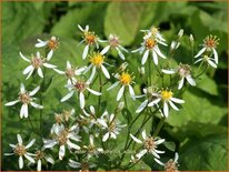 Aster macrophyllus &#39;Albus&#39;