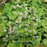 Aster macrophyllus &#39;Albus&#39;