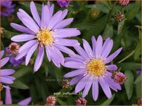 Aster &#39;Treffpunkt&#39;