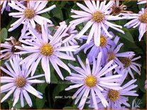 Aster turbinellus