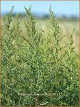 Artemisia dracunculus