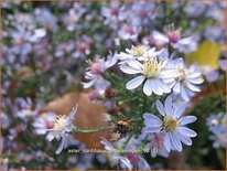 Aster cordifolius &#39;Bluetenregen&#39;