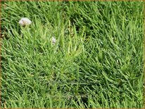 Armeria maritima &#39;Varretu&#39;