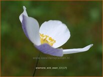 Anemone &#39;Wild Swan&#39;