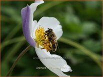 Anemone &#39;Wild Swan&#39;