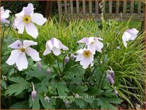 Anemone &#39;Wild Swan&#39;