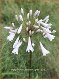 Agapanthus &#39;Windsor Grey&#39;