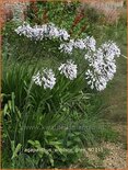 Agapanthus &#39;Windsor Grey&#39;