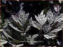 Actaea &#39;Hillside Black Beauty&#39;