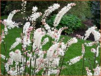 Actaea japonica &#39;Cheju-do&#39;