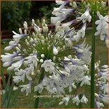 Agapanthus &#39;Enigma&#39;