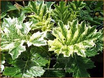 Acanthus &#39;Tasmanian Angel&#39;