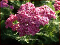 Achillea &#39;Saucy Seduction&#39;