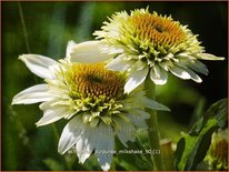 Echinacea purpurea &#39;Milkshake&#39;