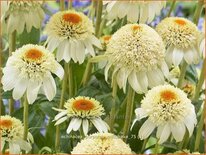 Echinacea purpurea &#39;Milkshake&#39;