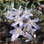 Polemonium reptans &#39;Touch of Class&#39;