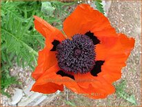 Papaver orientale &#39;Nana Allegro&#39;